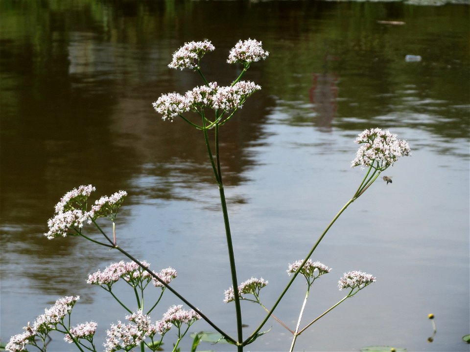Echter Baldrian (Valeriana officinalis) an der Saar in Saarbrücken