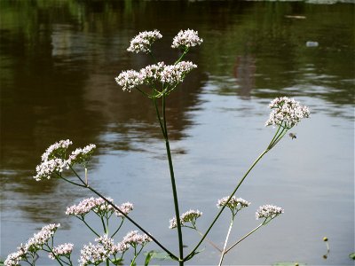 Echter Baldrian (Valeriana officinalis) an der Saar in Saarbrücken