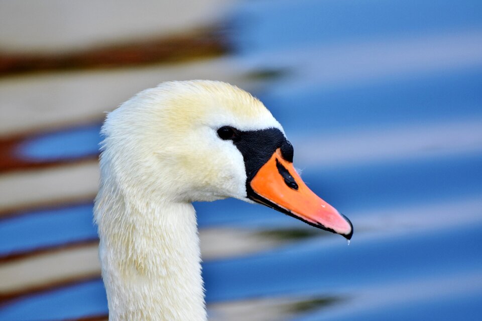 Schwimmvogel pride bird