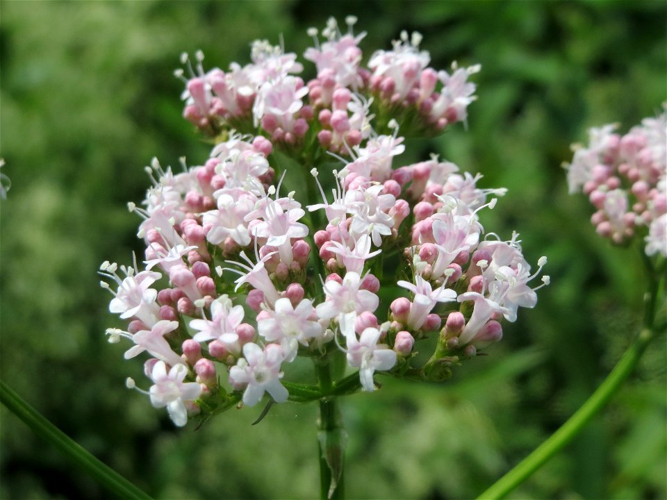 Echter Baldrian (Valeriana officinalis) an der Saar in Saarbrücken
