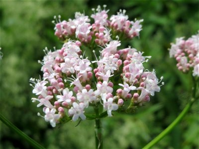 Echter Baldrian (Valeriana officinalis) an der Saar in Saarbrücken