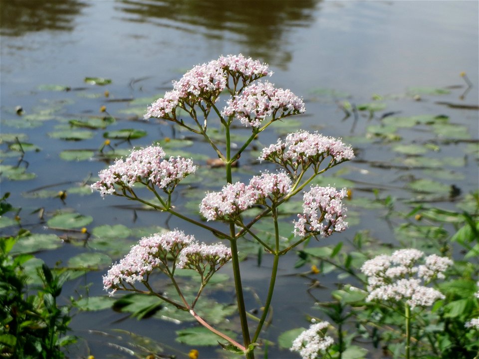 Echter Baldrian (Valeriana officinalis) an der Saar in Saarbrücken