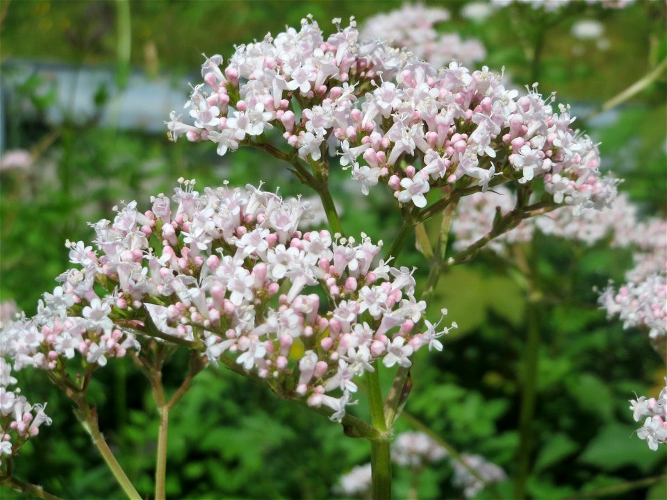 Echter Baldrian (Valeriana officinalis) an der Saar in Saarbrücken
