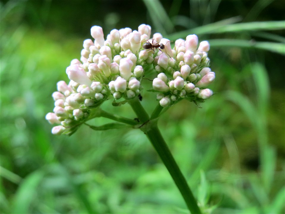 Echter Baldrian (Valeriana officinalis) bei Nußloch