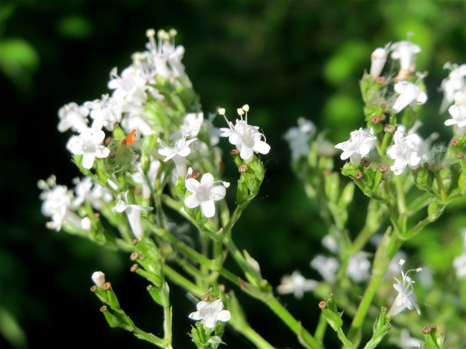 Echter Baldrian (Valeriana officinalis) am Kraichbach in Hockenheim