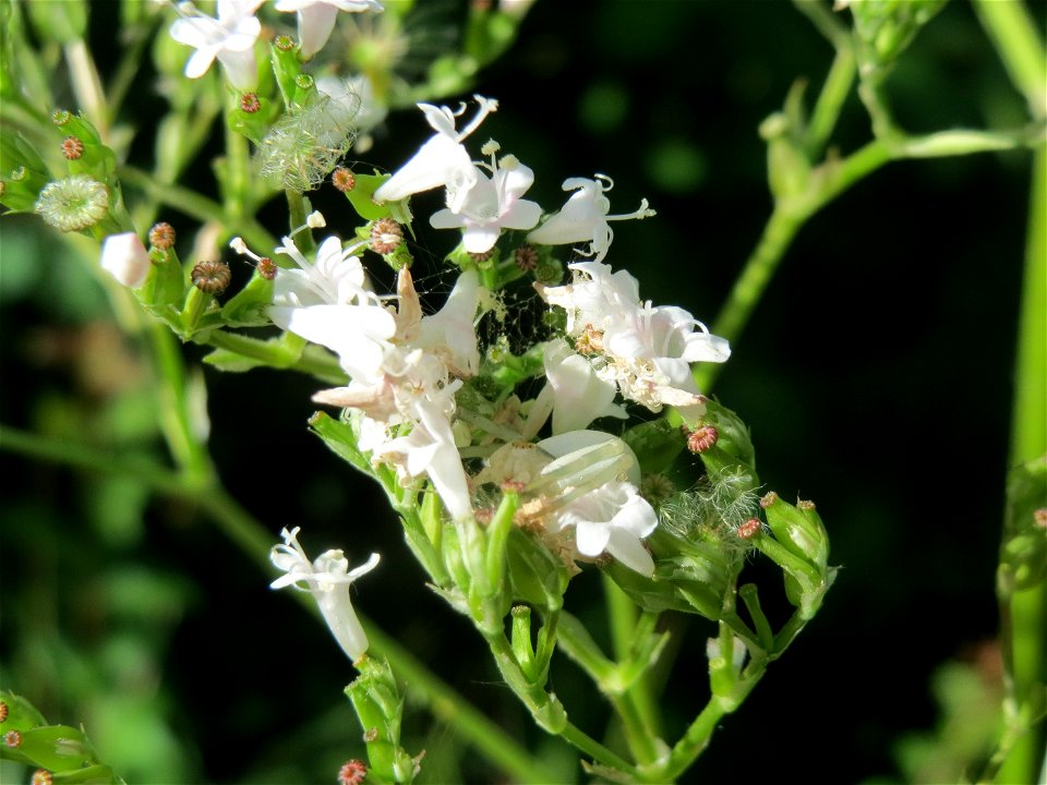 Echter Baldrian (Valeriana officinalis) am Kraichbach in Hockenheim