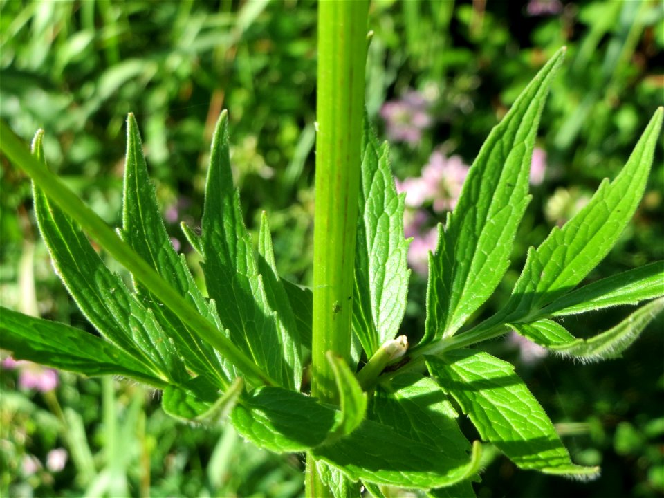 Echter Baldrian (Valeriana officinalis) am Kraichbach in Hockenheim