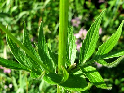 Echter Baldrian (Valeriana officinalis) am Kraichbach in Hockenheim