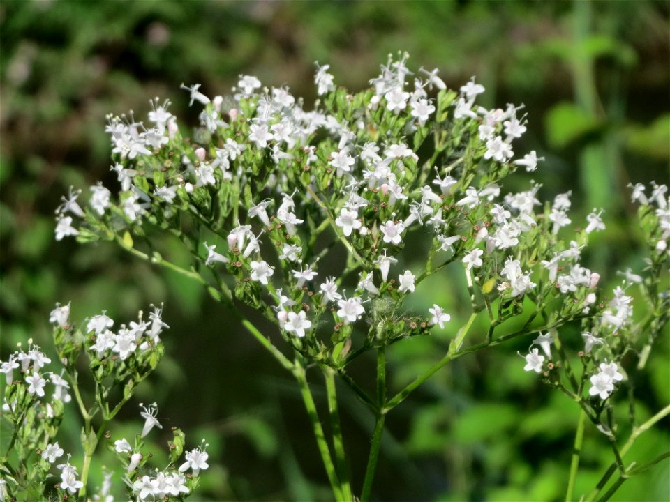 Echter Baldrian (Valeriana officinalis) am Kraichbach in Hockenheim