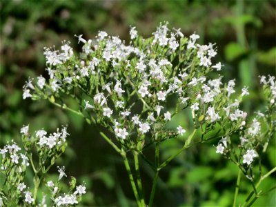 Echter Baldrian (Valeriana officinalis) am Kraichbach in Hockenheim photo