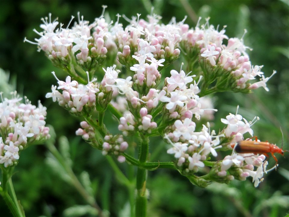 Echter Baldrian (Valeriana officinalis) am Staden in Saarbrücken