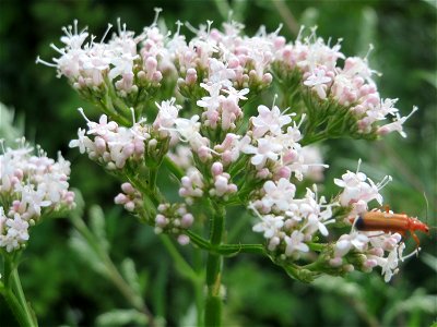 Echter Baldrian (Valeriana officinalis) am Staden in Saarbrücken