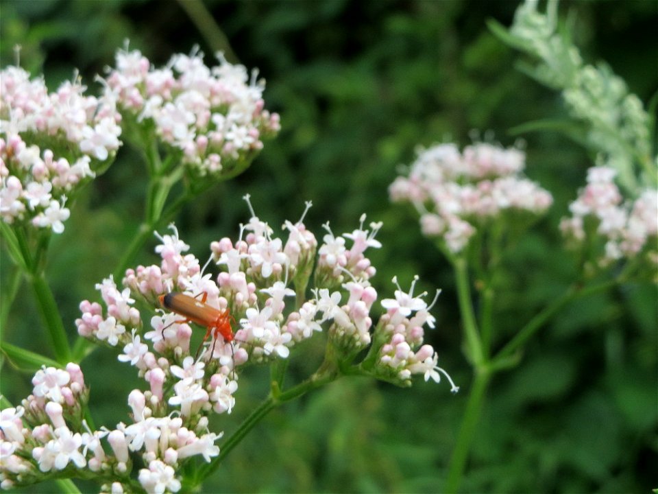 Echter Baldrian (Valeriana officinalis) am Staden in Saarbrücken