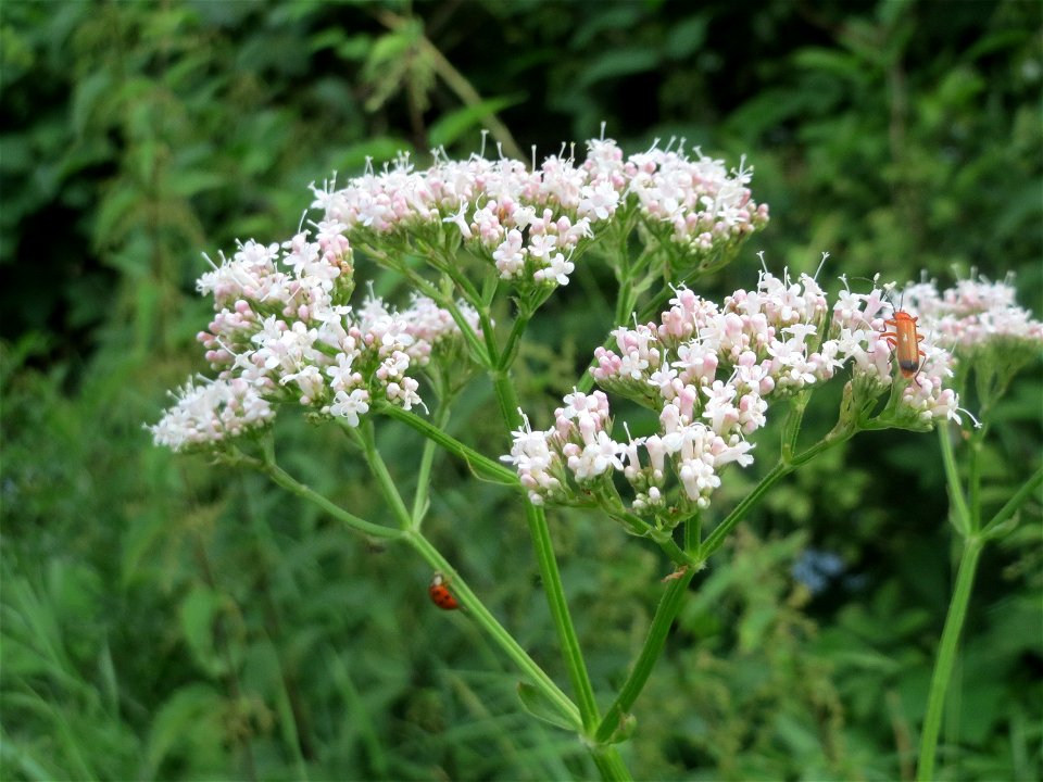 Echter Baldrian (Valeriana officinalis) am Staden in Saarbrücken