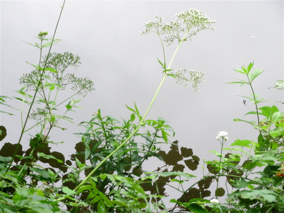 Echter Baldrian (Valeriana officinalis) an der Saar in Saarbrücken
