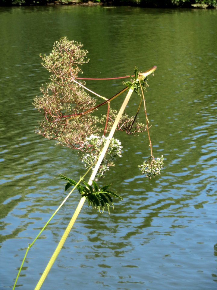 Der seltene Wiesen-Arzneibaldrian (Valeriana pratensis) an der Saar in Saarbrücken - unterscheidet sich von Valeriana officinalis durch die Größe und die spätere Blütezeit