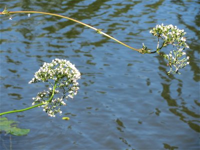 Der seltene Wiesen-Arzneibaldrian (Valeriana pratensis) an der Saar in Saarbrücken - unterscheidet sich von Valeriana officinalis durch die Größe und die spätere Blütezeit