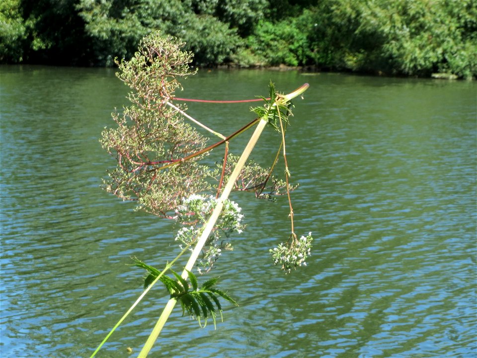 Der seltene Wiesen-Arzneibaldrian (Valeriana pratensis) an der Saar in Saarbrücken - unterscheidet sich von Valeriana officinalis durch die Größe und die spätere Blütezeit