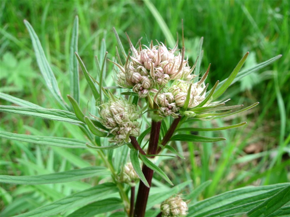 Der erste Baldrian (Valeriana officinalis) im Naturschutzgebiet „Bachwiesen/Leopoldswiesen“ im Hockenheimer Rheinbogen