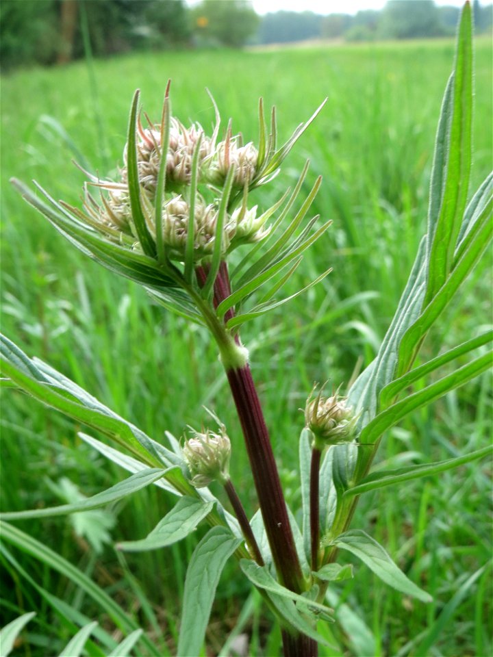 Der erste Baldrian (Valeriana officinalis) im Naturschutzgebiet „Bachwiesen/Leopoldswiesen“ im Hockenheimer Rheinbogen