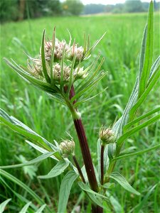 Der erste Baldrian (Valeriana officinalis) im Naturschutzgebiet „Bachwiesen/Leopoldswiesen“ im Hockenheimer Rheinbogen