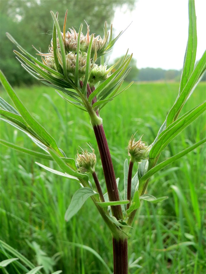 Der erste Baldrian (Valeriana officinalis) im Naturschutzgebiet „Bachwiesen/Leopoldswiesen“ im Hockenheimer Rheinbogen