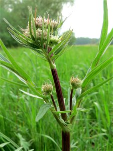 Der erste Baldrian (Valeriana officinalis) im Naturschutzgebiet „Bachwiesen/Leopoldswiesen“ im Hockenheimer Rheinbogen