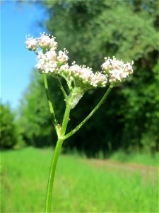 Echter Baldrian (Valeriana officinalis) in den Horststückern im Landschaftsschutzgebiet „Hockenheimer Rheinbogen“