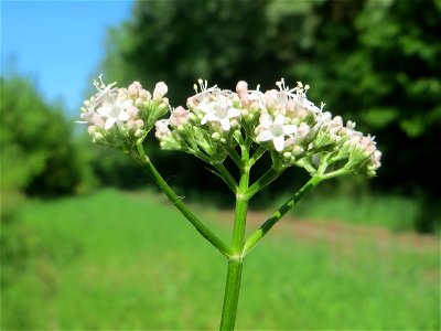 Echter Baldrian (Valeriana officinalis) in den Horststückern im Landschaftsschutzgebiet „Hockenheimer Rheinbogen“