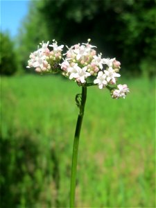 Echter Baldrian (Valeriana officinalis) in den Horststückern im Landschaftsschutzgebiet „Hockenheimer Rheinbogen“