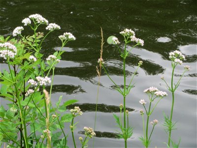 Echter Baldrian (Valeriana officinalis) am Staden in Saarbrücken