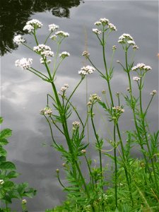 Echter Baldrian (Valeriana officinalis) am Staden in Saarbrücken