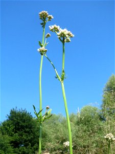 Echter Baldrian (Valeriana officinalis) im Naturschutzgebiet „St. Arnualer Wiesen“