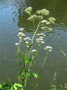Womöglich der seltene Wiesen-Arzneibaldrian (Valeriana pratensis) an der Saar in Sankt Arnual - unterscheidet sich von Valeriana officinalis durch die Größe und die spätere Blütezeit