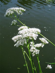 Womöglich der seltene Wiesen-Arzneibaldrian (Valeriana pratensis) an der Saar in Sankt Arnual - unterscheidet sich von Valeriana officinalis durch die Größe und die spätere Blütezeit