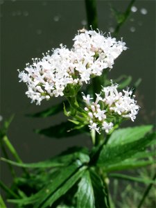 Womöglich der seltene Wiesen-Arzneibaldrian (Valeriana pratensis) an der Saar in Sankt Arnual - unterscheidet sich von Valeriana officinalis durch die Größe und die spätere Blütezeit