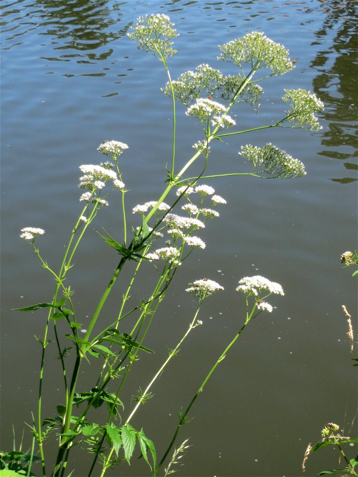 Womöglich der seltene Wiesen-Arzneibaldrian (Valeriana pratensis) an der Saar in Sankt Arnual - unterscheidet sich von Valeriana officinalis durch die Größe und die spätere Blütezeit