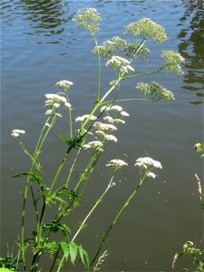 Womöglich der seltene Wiesen-Arzneibaldrian (Valeriana pratensis) an der Saar in Sankt Arnual - unterscheidet sich von Valeriana officinalis durch die Größe und die spätere Blütezeit
