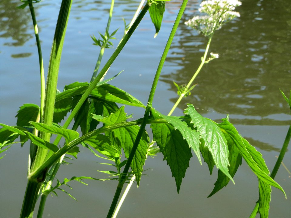 Womöglich der seltene Wiesen-Arzneibaldrian (Valeriana pratensis) an der Saar in Sankt Arnual - unterscheidet sich von Valeriana officinalis durch die Größe und die spätere Blütezeit