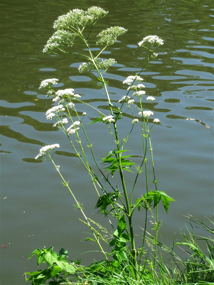 Womöglich der seltene Wiesen-Arzneibaldrian (Valeriana pratensis) an der Saar in Sankt Arnual - unterscheidet sich von Valeriana officinalis durch die Größe und die spätere Blütezeit