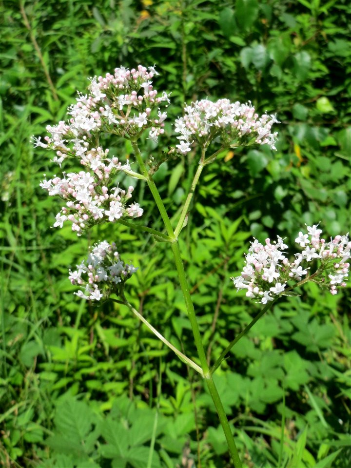 Echter Baldrian (Valeriana officinalis) im Naturschutzgebiet „St. Arnualer Wiesen“