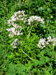Echter Baldrian (Valeriana officinalis) im Naturschutzgebiet „St. Arnualer Wiesen“