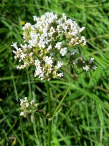 Echter Baldrian (Valeriana officinalis) im Naturschutzgebiet „St. Arnualer Wiesen“