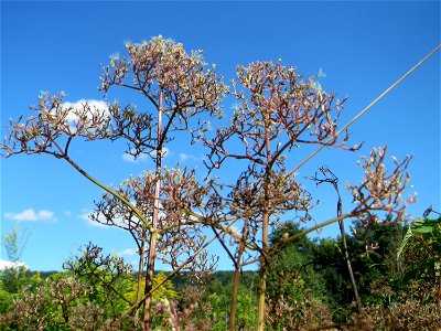 Echter Baldrian (Valeriana officinalis) auf einer Saaraue bei Grosbliederstroff
Français :  Valériane officinale