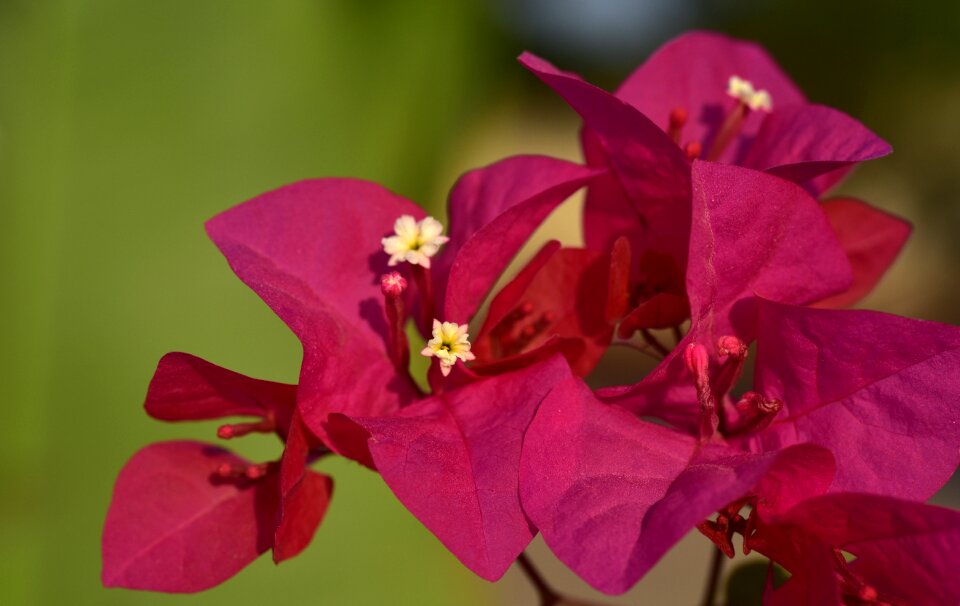 Bloom pink tender