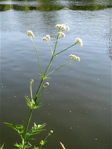 Echter Baldrian (Valeriana officinalis) an der Saar in Saarbrücken