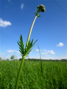 Der erste Baldrian (Valeriana officinalis) im Naturschutzgebiet „Bachwiesen/Leopoldswiesen“ im Hockenheimer Rheinbogen