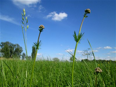 Der erste Baldrian (Valeriana officinalis) im Naturschutzgebiet „Bachwiesen/Leopoldswiesen“ im Hockenheimer Rheinbogen