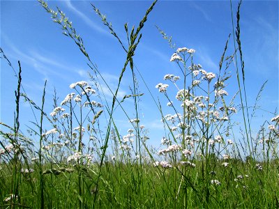 Echter Baldrian (Valeriana officinalis) im Naturschutzgebiet „Karl-Ludwig-See“ im Landschaftsschutzgebiet „Hockenheimer Rheinbogen“