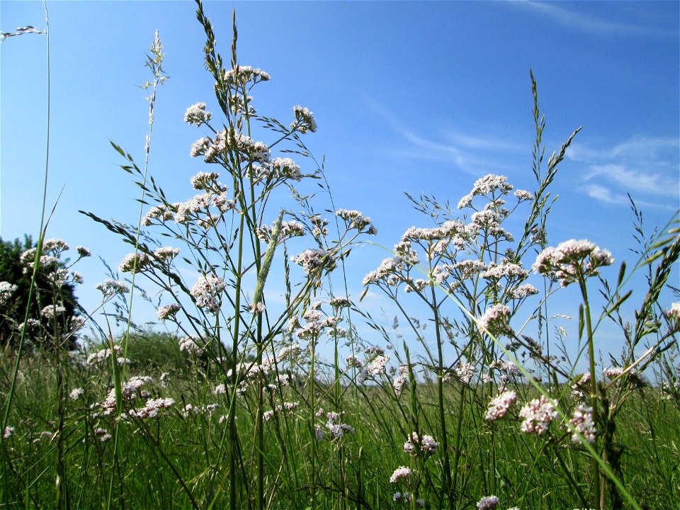 Echter Baldrian (Valeriana officinalis) im Naturschutzgebiet „Karl-Ludwig-See“ im Landschaftsschutzgebiet „Hockenheimer Rheinbogen“
